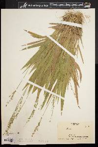 Dichanthelium xanthophysum image