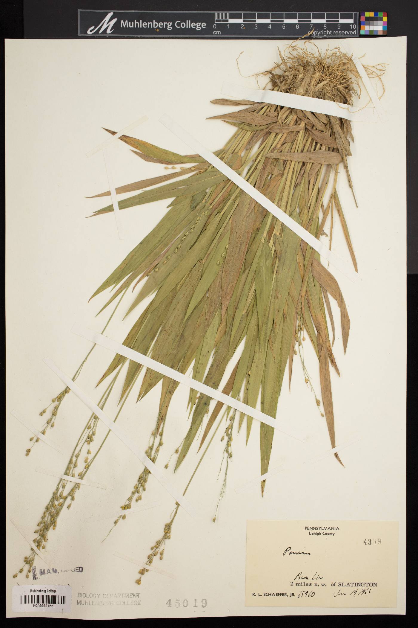 Dichanthelium xanthophysum image