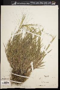 Digitaria cognata image