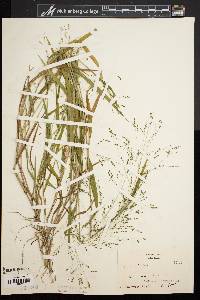Kellochloa verrucosa image