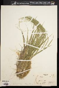 Dichanthelium linearifolium image