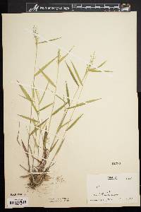 Dichanthelium acuminatum subsp. longiligulatum image