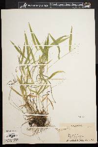 Dichanthelium boreale image