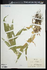 Panicum clandestinum image