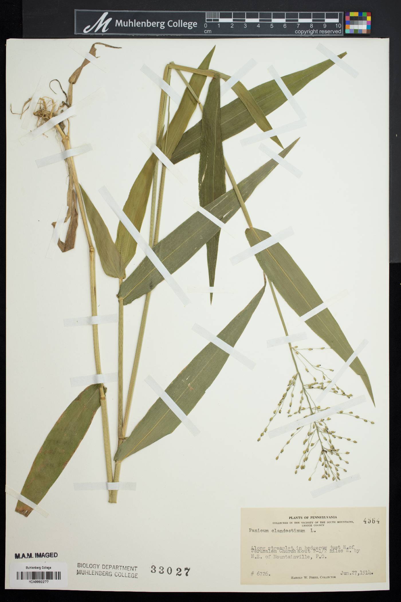 Panicum clandestinum image