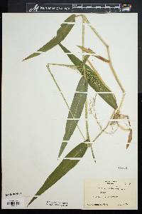 Panicum clandestinum image