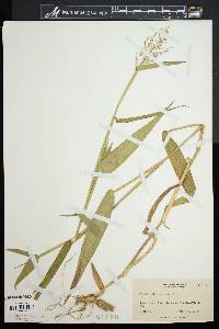 Panicum clandestinum image