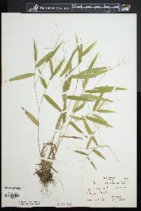 Dichanthelium acuminatum subsp. columbianum image