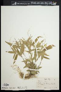 Panicum commutatum image