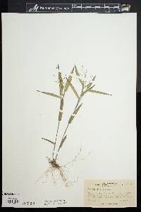 Panicum commutatum image