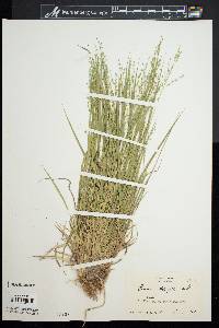 Panicum depauperatum image