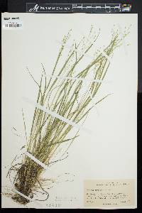 Panicum depauperatum image