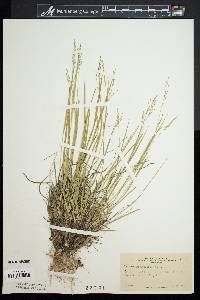 Panicum depauperatum image