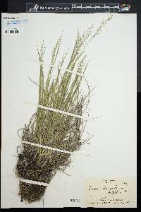 Panicum depauperatum image