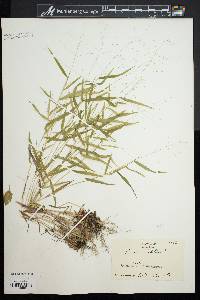 Dichanthelium dichotomum image