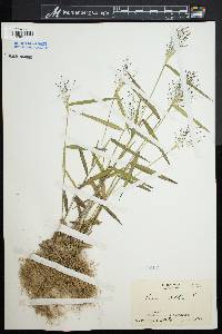 Dichanthelium dichotomum image