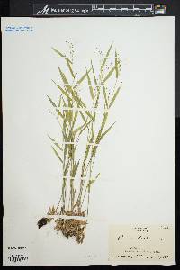 Dichanthelium dichotomum image