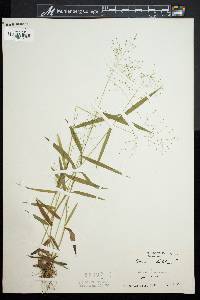 Dichanthelium dichotomum image