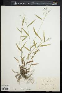 Panicum dichotomum image