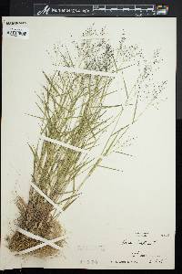 Panicum dichotomum image