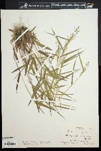 Panicum dichotomum image