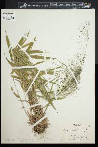 Panicum dichotomum image