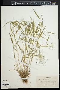 Panicum dichotomum var. barbulatum image