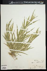 Panicum gattingeri image