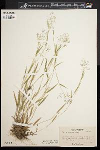 Dichanthelium meridionale image