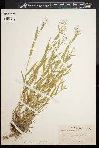 Dichanthelium acuminatum subsp. lindheimeri image