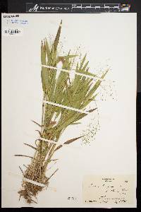 Dichanthelium boreale image