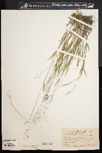Dichanthelium meridionale image