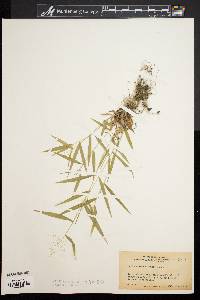 Dichanthelium acuminatum subsp. lindheimeri image