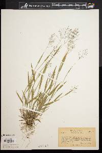 Panicum meridionale image