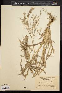 Panicum miliaceum image