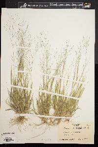 Panicum philadelphicum image