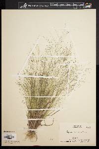 Eragrostis capillaris image