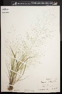 Eragrostis capillaris image