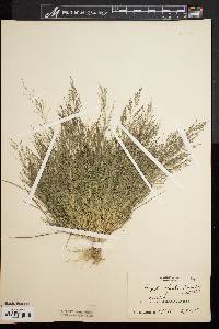 Eragrostis frankii image