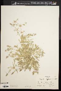 Eragrostis hypnoides image