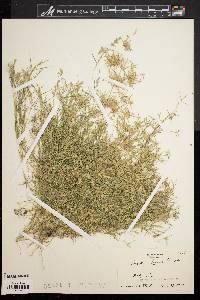 Eragrostis hypnoides image