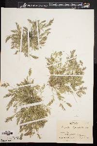 Eragrostis hypnoides image