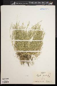 Eragrostis hypnoides image