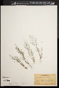 Eragrostis pilosa image