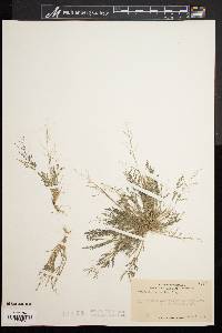 Eragrostis pilosa image