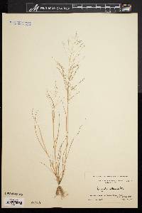 Eragrostis pilosa image