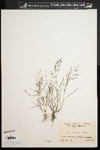 Eragrostis pilosa image