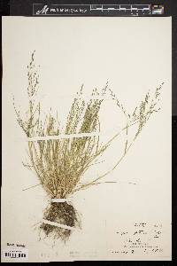 Eragrostis pectinacea var. pectinacea image