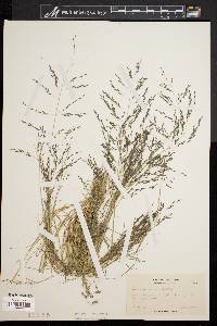 Eragrostis pectinacea var. pectinacea image