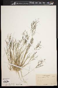 Eragrostis pilosa image